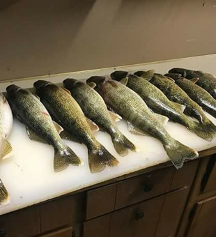 Trophy Walleye fishing adventures on Saginaw Bay